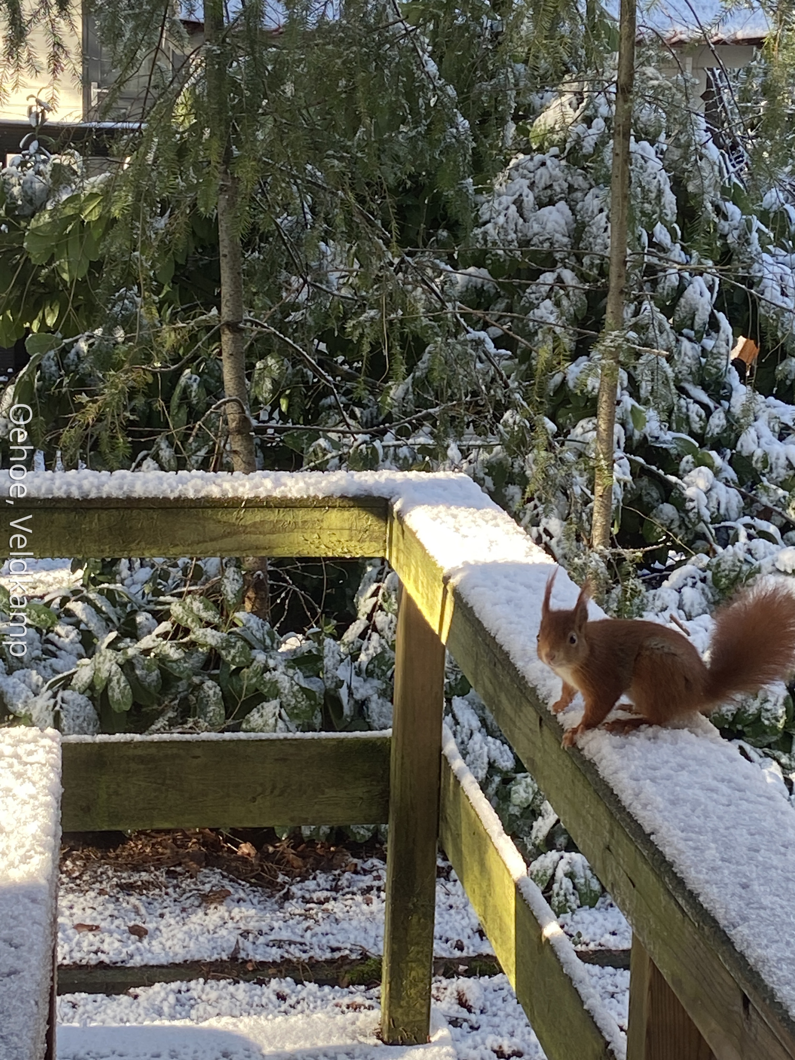 Eichhörnchen auf Veranda Haus Veluwe