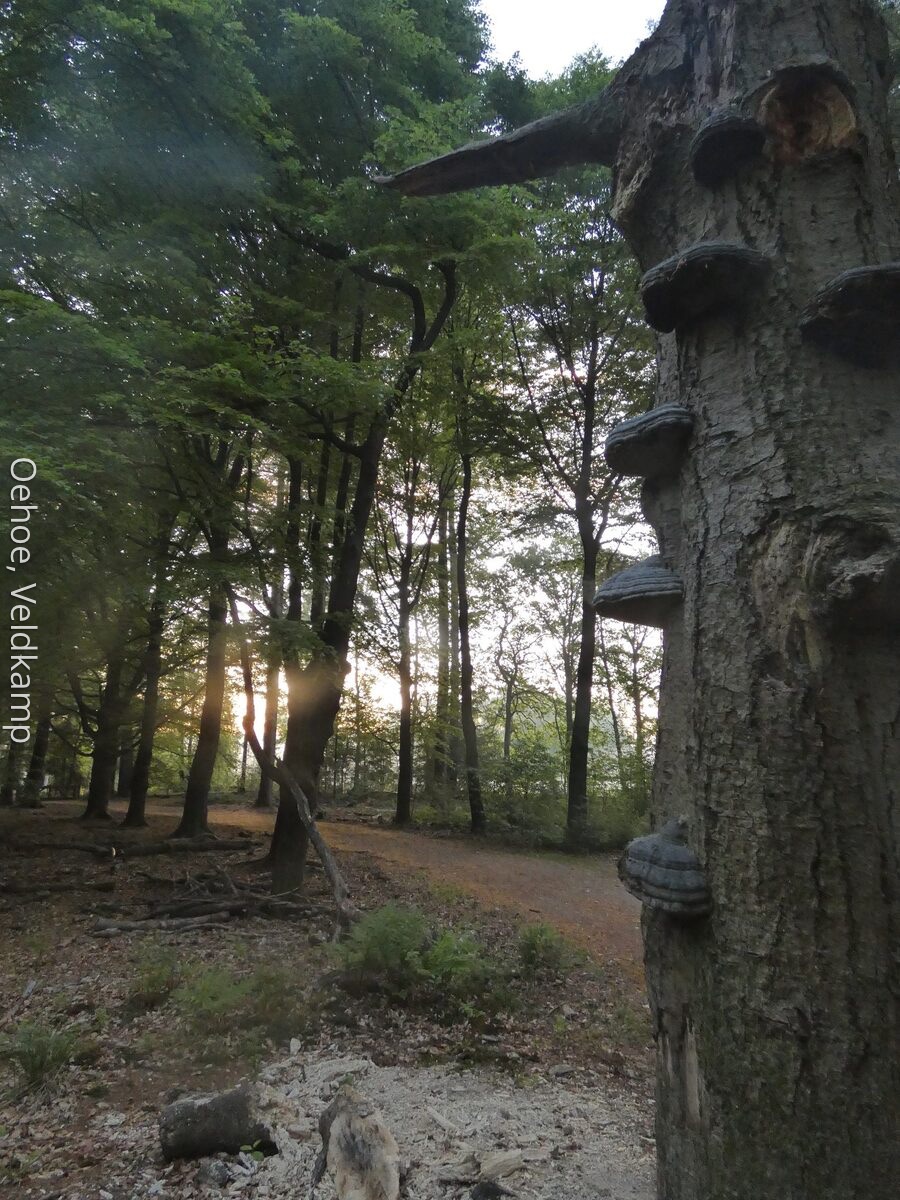 Wald bei Haus Veluwe