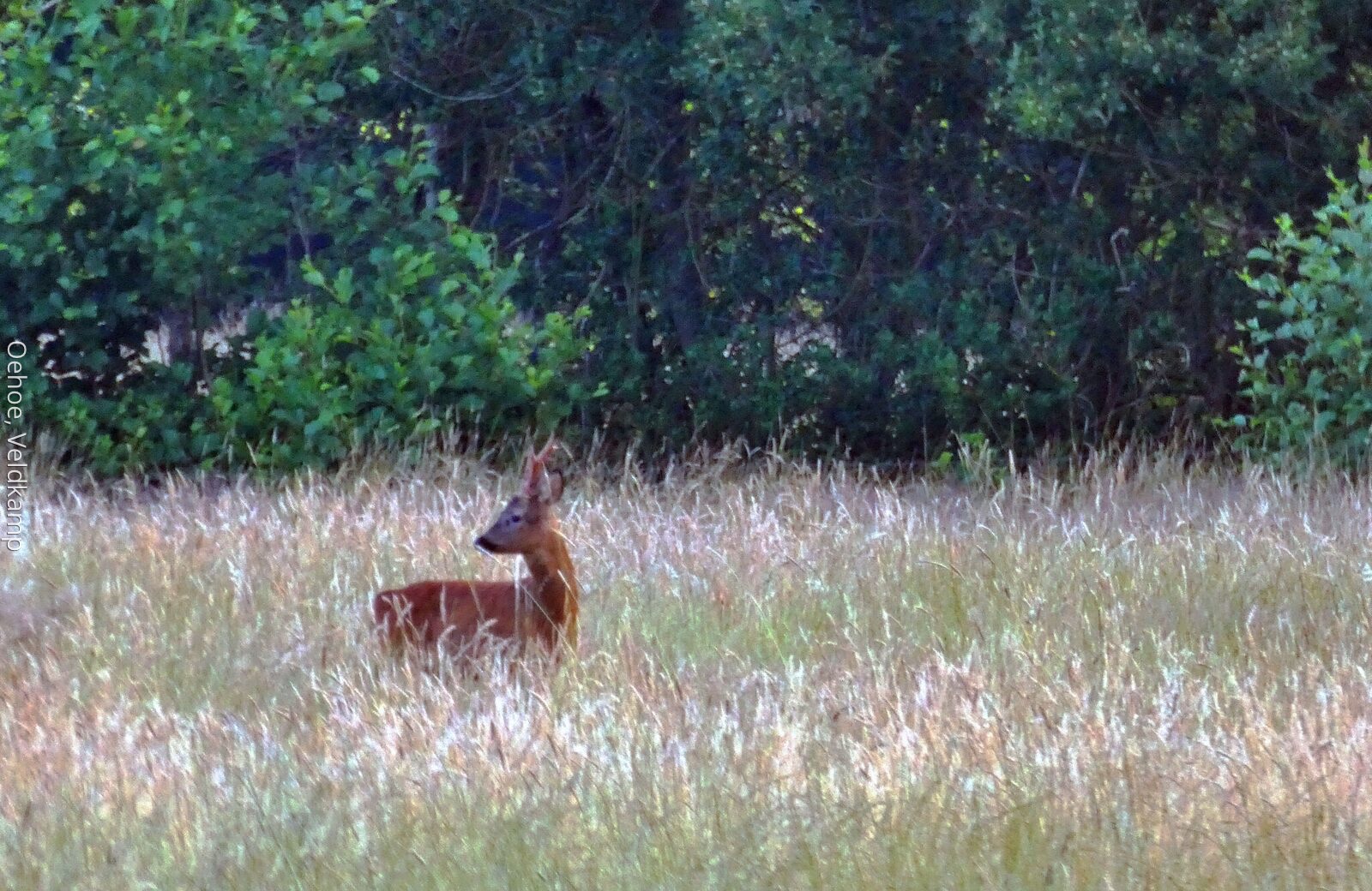 Reh bei Haus Veluwe
